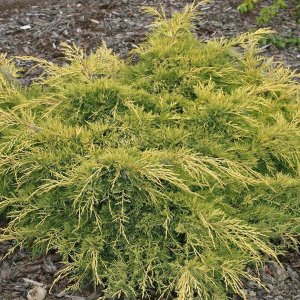 Borievka prostredná (Juniperus x media) ´MORDIGAN GOLD´ - priemer rastliny 30-50cm, kont. C2L